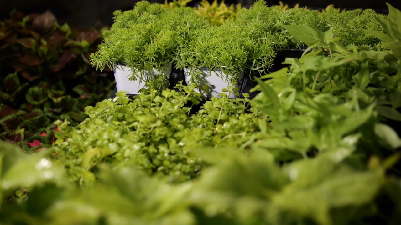 Get It Growing: Cyber lime is trendy in the landscape